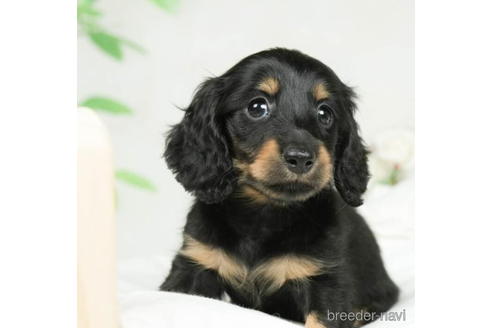 成約済の千葉県のミニチュアダックスフンド(ロングヘアード)-207866の3枚目